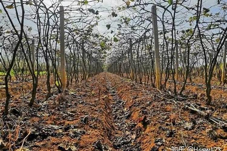 磷肥种牛皮菜起什么作用