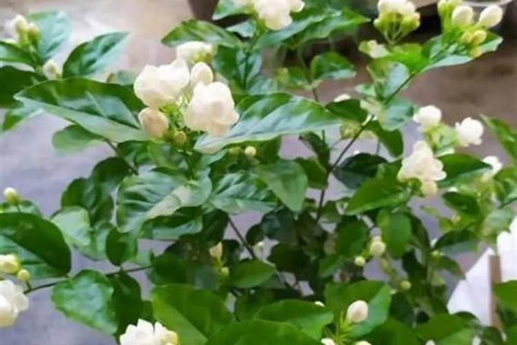 小区草坪多久打药