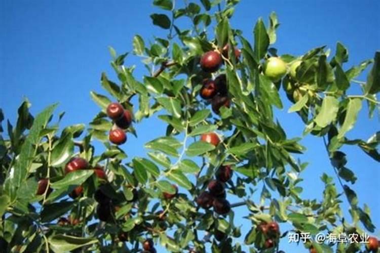 枣树叶面喷肥应注意哪些问题