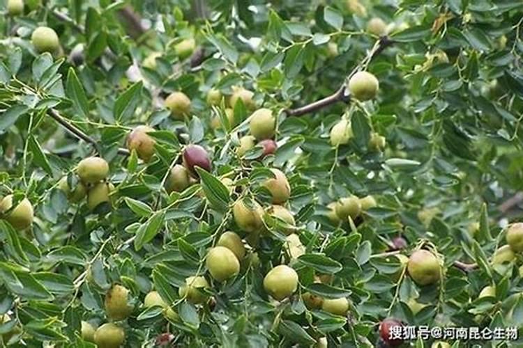 我家的种的枣树已经开花了还用浇水吗