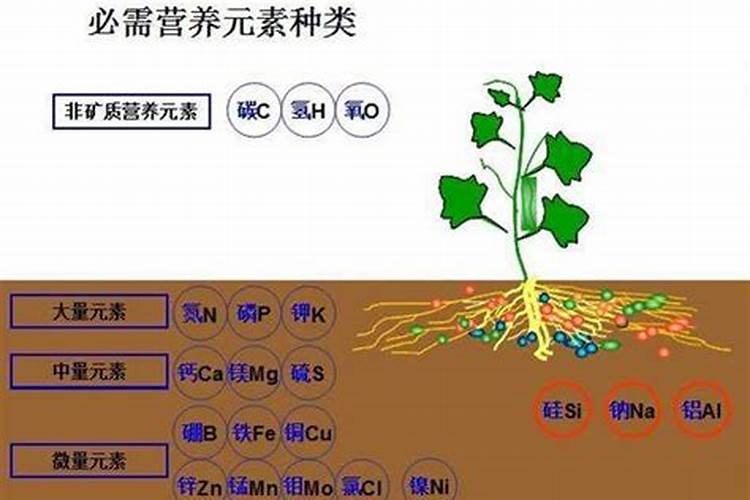钙镁肥的正确使用方法