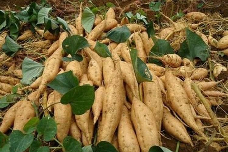 地瓜什么时候喷洒磷酸二氢钾