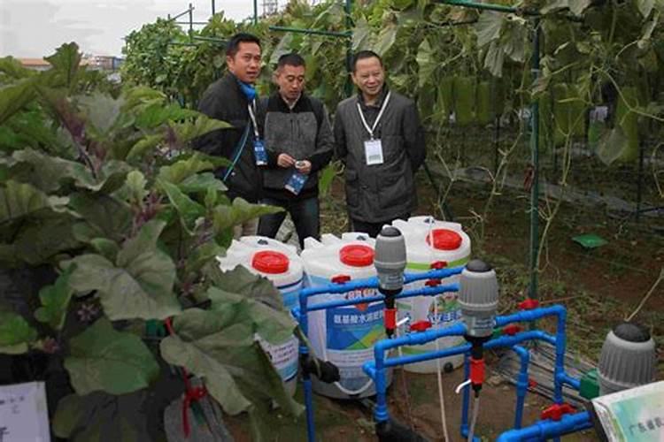 盐碱地种玉米用什么肥料最好