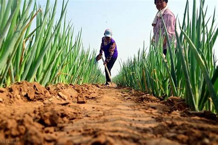 大葱干尖黄死棵用什么药防治最好