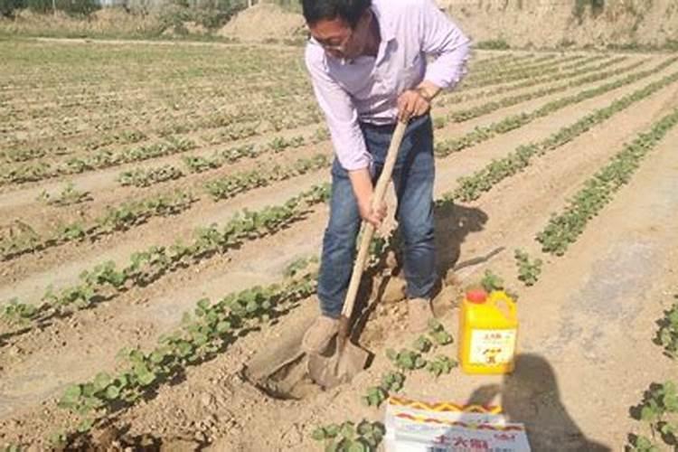 落叶直接埋土里能做肥料吗 树叶埋在地里可以做肥料吗