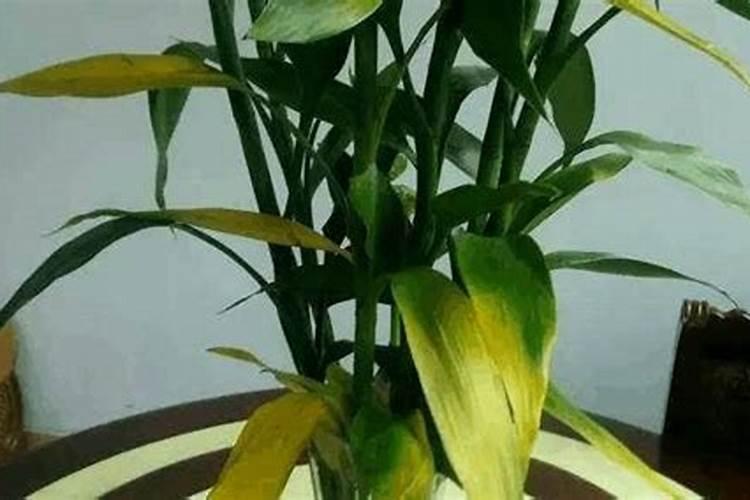 刚上盆的兰花怎样浇水