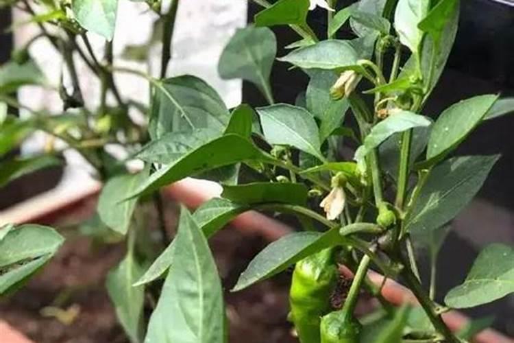 无花果树什么时候施肥 无花果树施肥时间是什么时候