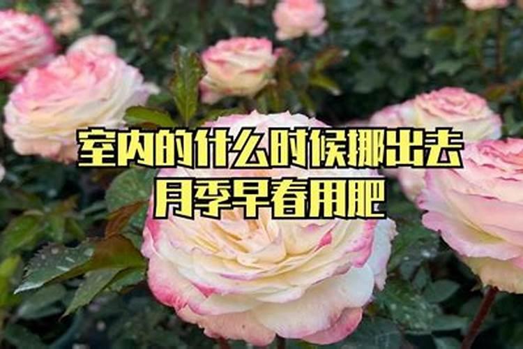 月季什么季节施肥