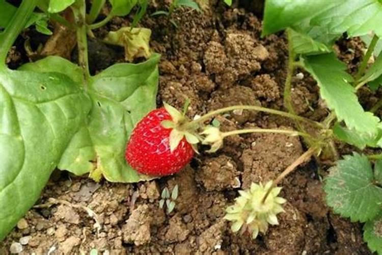 四季桂花用什么肥料最好  四季桂开花时能施肥吗