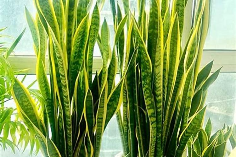 打云乐收水稻能增产吗