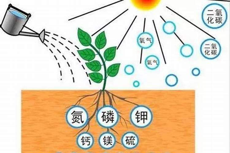 钾肥一亩地上多少 关于钾肥的信息简介