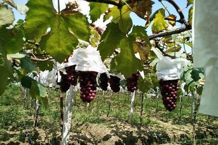 葡萄什么时候施肥最好,怎样施肥产量高？