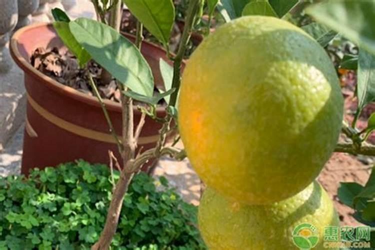 菠萝可以去甲醛吗？