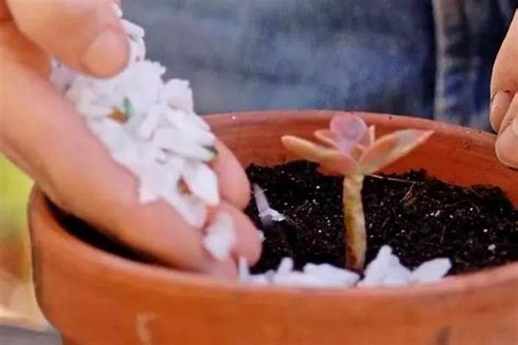 哈密瓜增甜增产施哈密瓜水溶肥的技巧