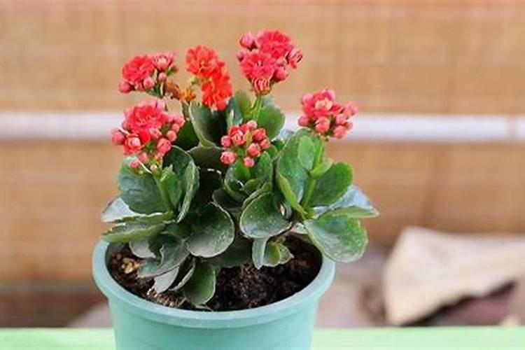 长寿花为什么打蔫了