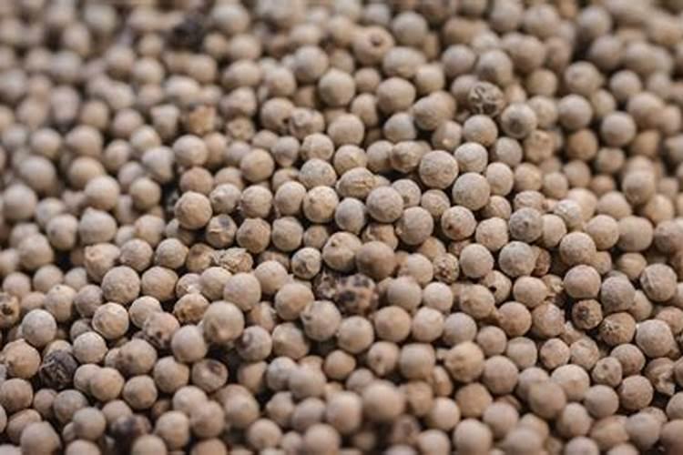仙人科植物用什么肥好