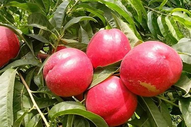 磷肥可以兑水浇吗