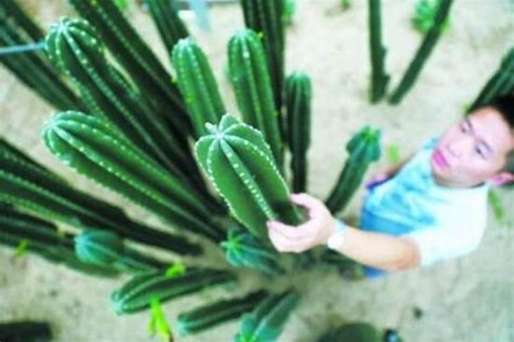 香蕉施什么肥最好