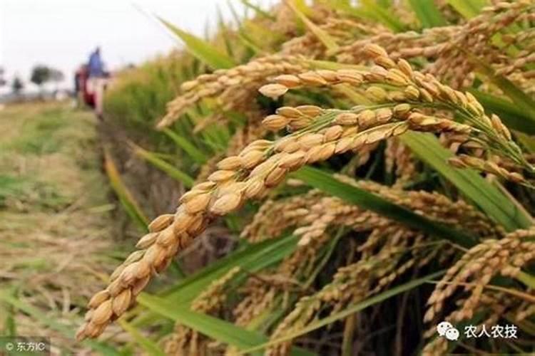 南瓜不结果是什么肥料多了 南瓜的花多半都不会结果为什么