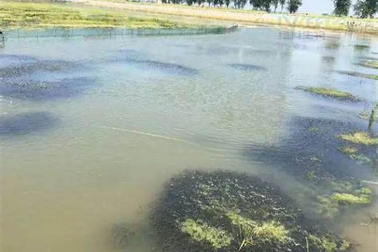 葡萄柚需要辞水吗