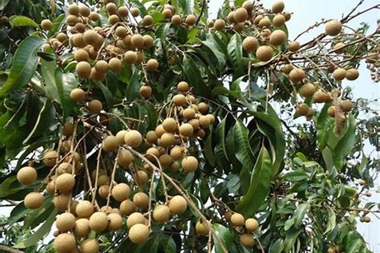 小葱的生长习性特点和生长环境条件