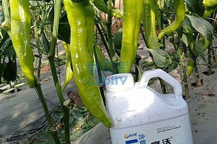 辣椒用什么肥料好
