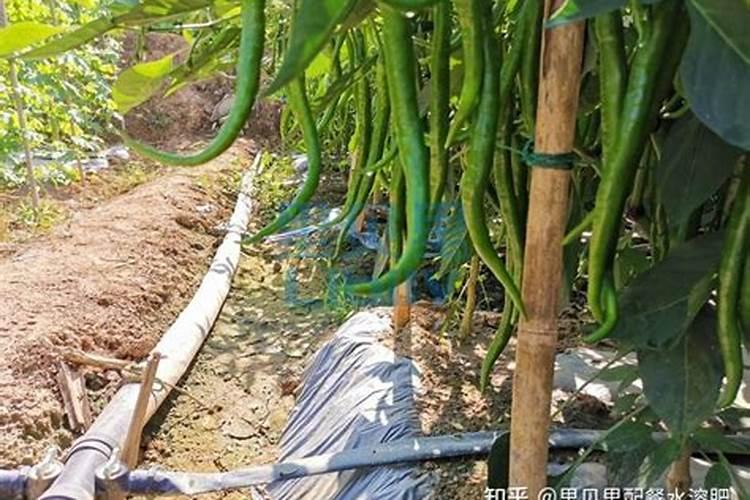 辣椒施底肥的正确方法