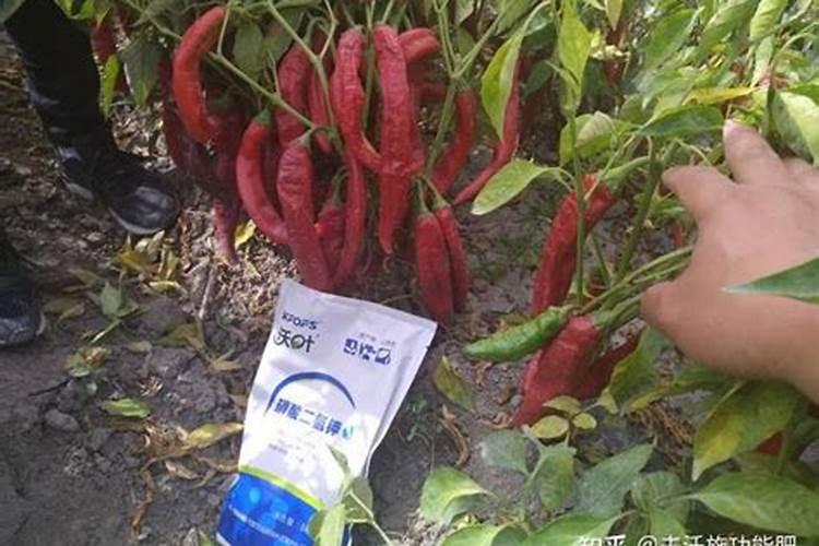 红掌用什么肥料好？红掌施肥注意事项