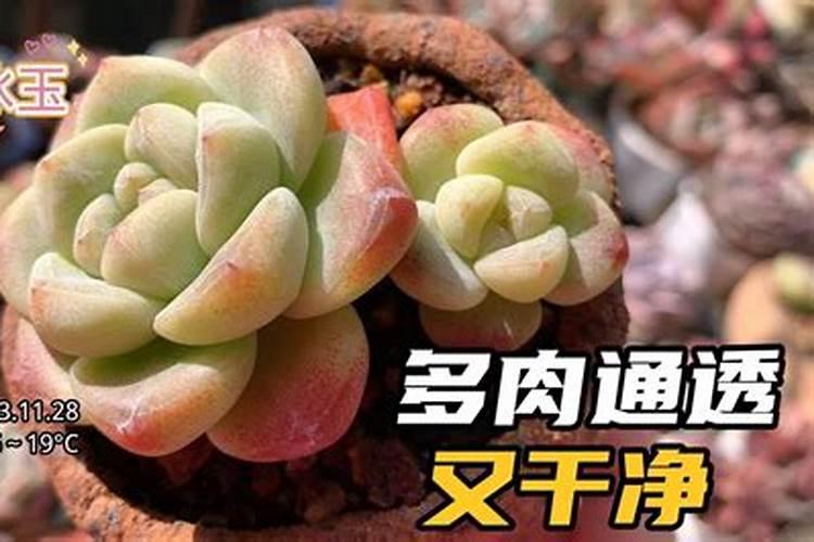 柑橘什么时候补钙