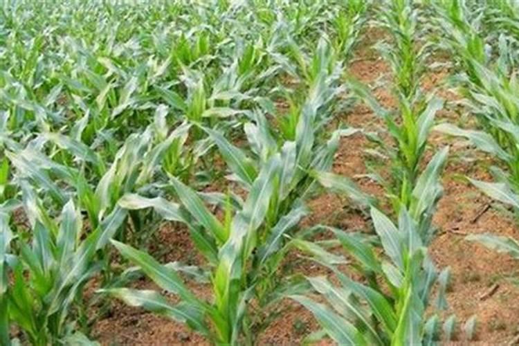 单一元素水溶肥料糖醇钙