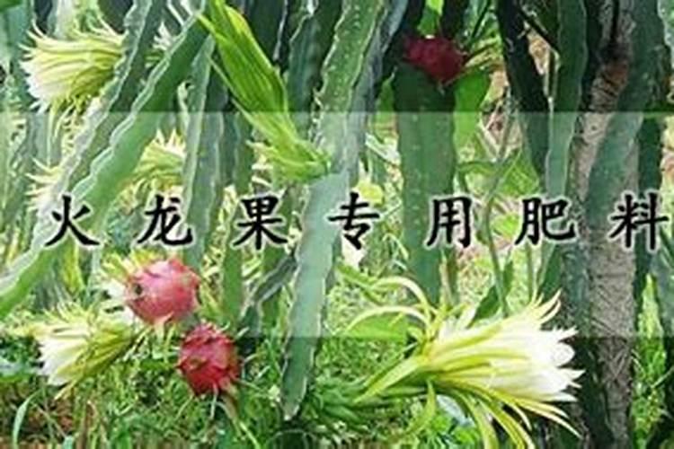 韭菜打什么农药好