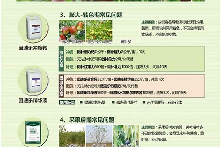 沾化冬枣高效栽培技术