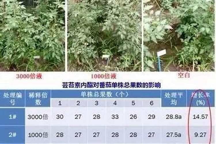 韭菜打什么农药好