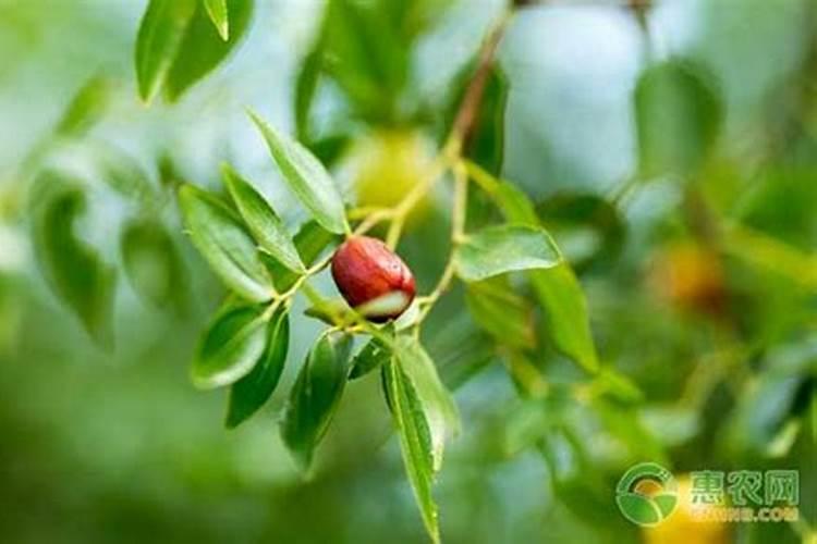 水溶肥的正确使用方法