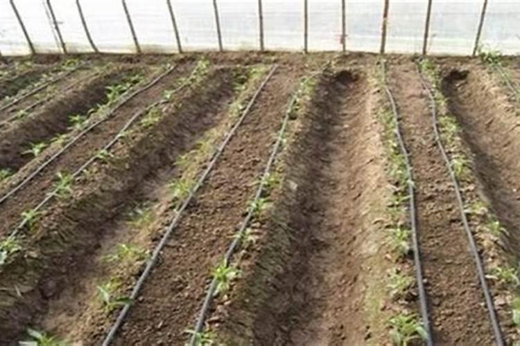 农特产品包含什么产品种类