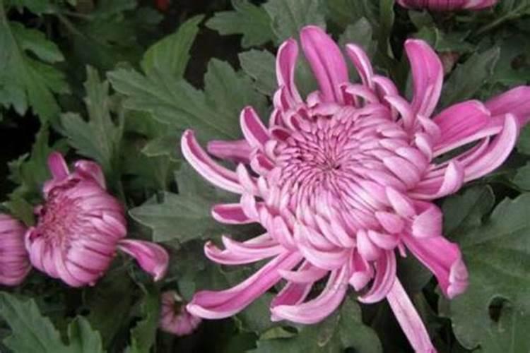 熟黄豆可以给花施肥 熟黄豆是不是可以给花施肥