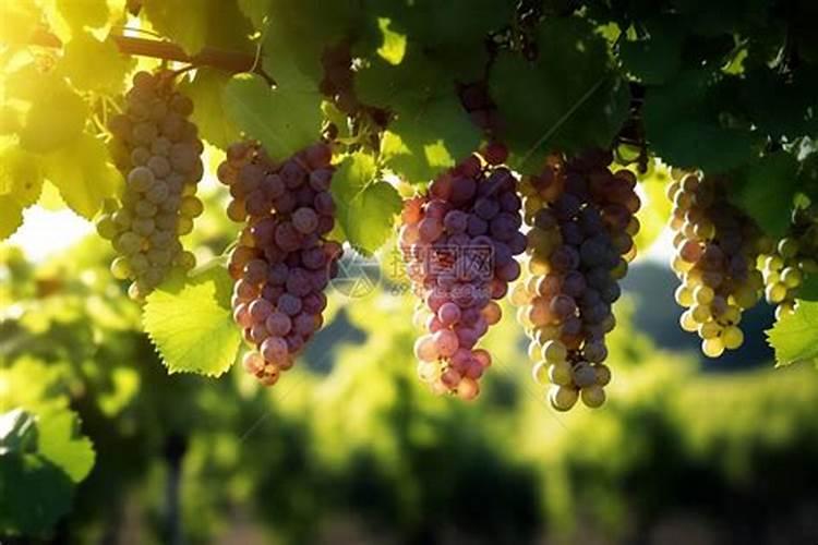 草木灰如何给果树施肥