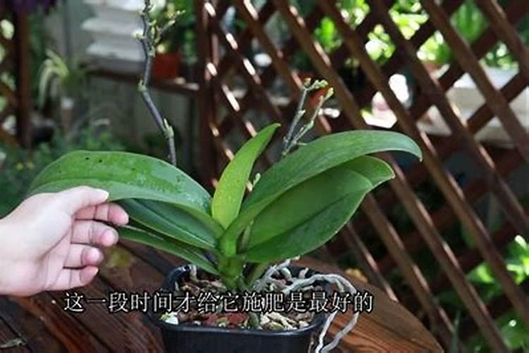 兰花喷叶面肥和浇水需要注意些什么