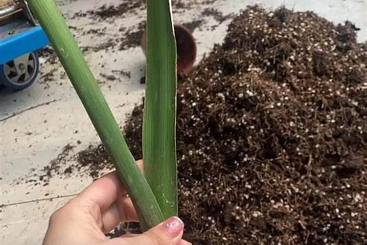 江西省沁菲茶叶有限公司怎么样？