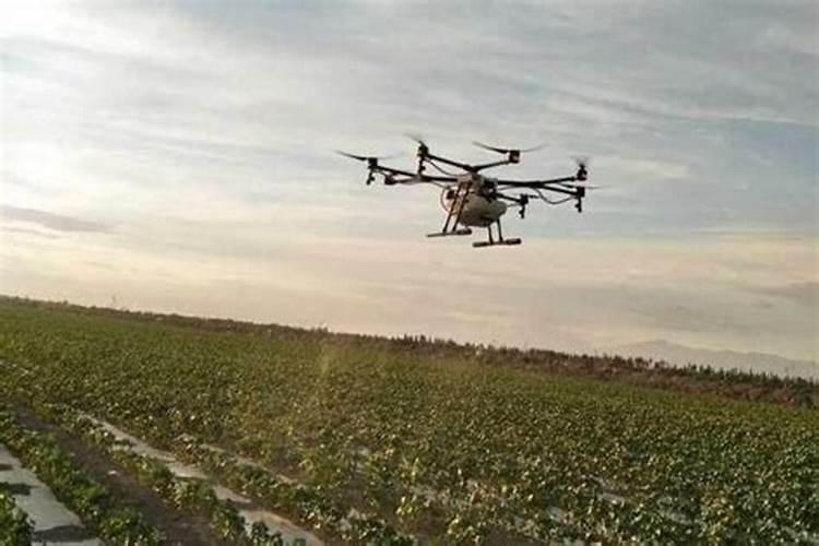 辣椒叶子干黄总是大量掉叶怎么回事？