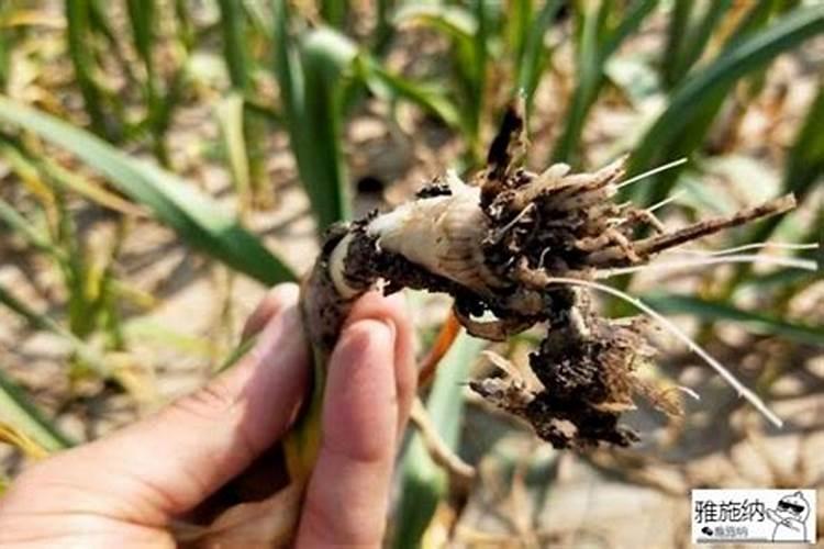 塑料大棚春茬辣椒栽培结果期怎样进行肥水管理？