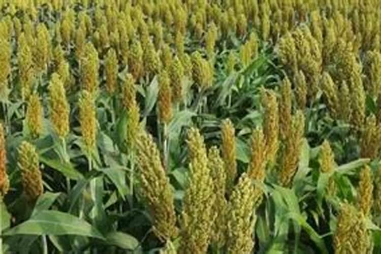 促进植物根系生长的方法