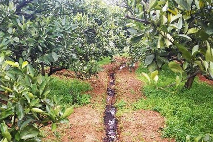 普洱茶水可以浇花吗