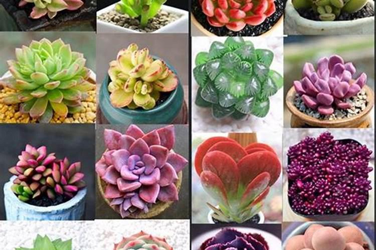 种西瓜用什么肥料做底肥 西瓜的施肥时间及方法