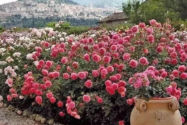 萝卜苗要如何处理才不会有苦味