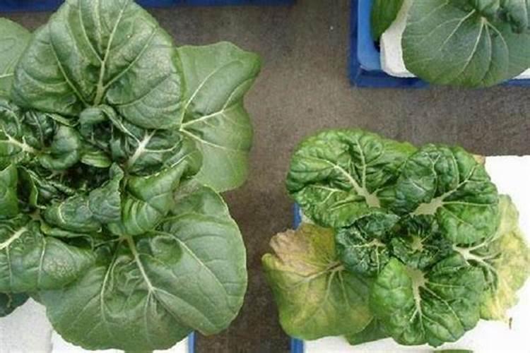 葱地怎么用草木灰施肥