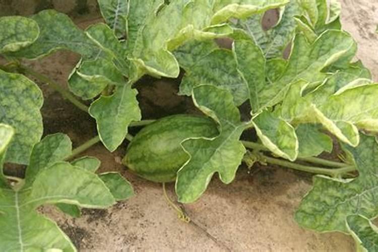 西瓜坐果期能不能浇水