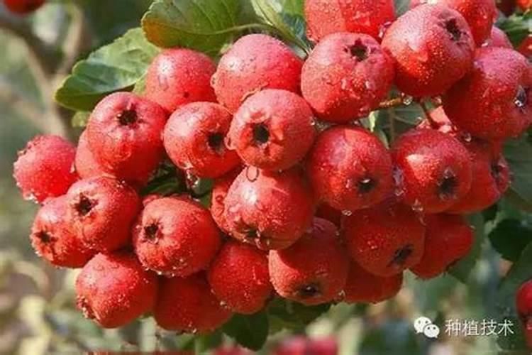 葡萄树底肥放什么肥好(底肥施用方法)