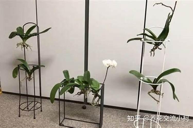 矿源黄腐酸钾浇兰花多少倍合适？