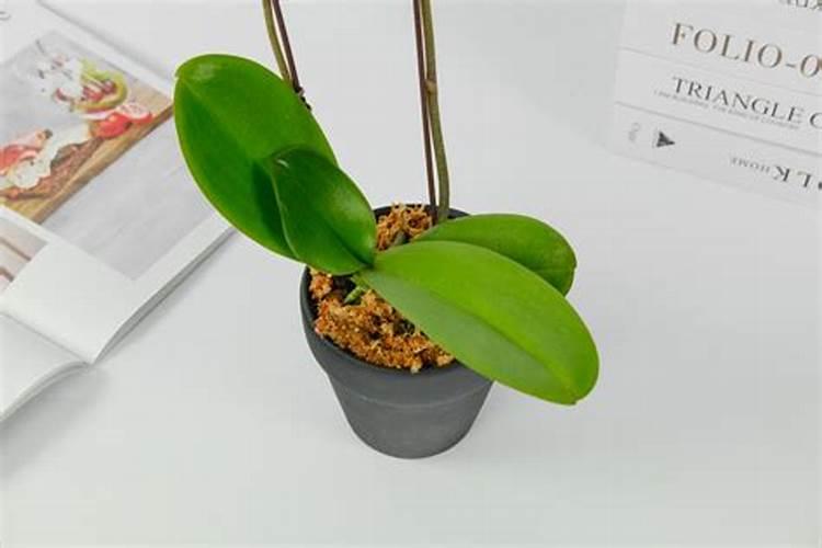 氮长叶,磷长果,钾肥缺了长柴火!怎么科学施氮磷钾？